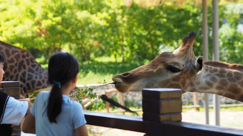 dierentuin giraffe